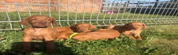 Hungarian Vizsla dogs for sale: 9 KC registered Hungarian Vizla puppies - Advert 10