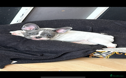 French Bulldog dogs for sale: Beautiful French bulldog female pup for sale £700 in Stanford-le-Hope - Image 1