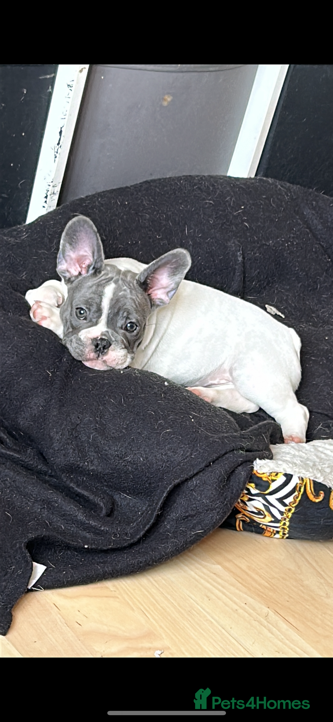 French Bulldog dogs for sale: Beautiful French bulldog female pup for sale £700 in Stanford-le-Hope - Image 1