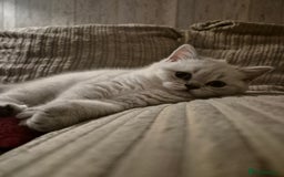 British Shorthair cats for sale: Beautiful British Shorthair girls – Ready Now! - Image 21