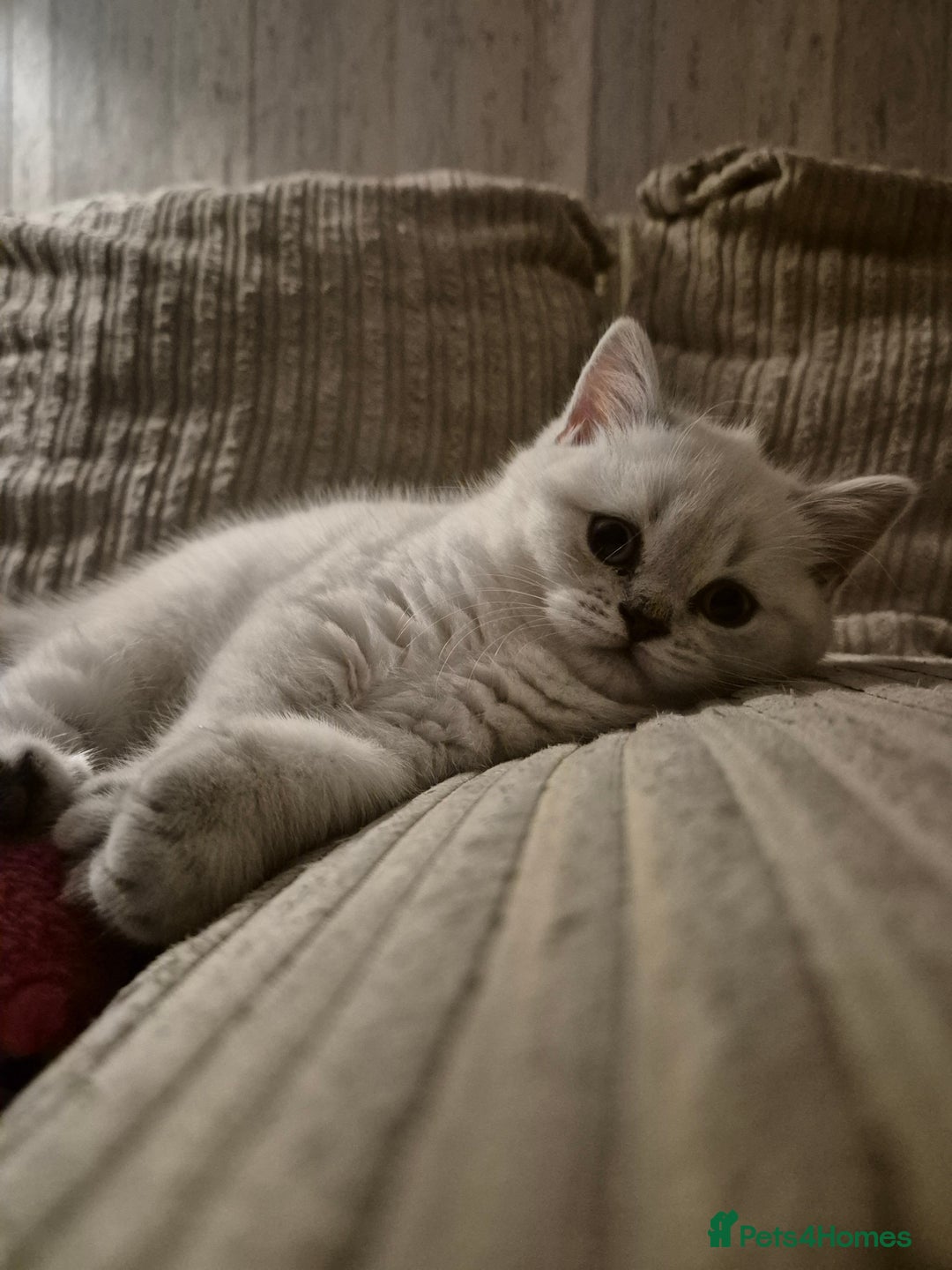 British Shorthair cats for sale: Beautiful British Shorthair girls – Ready Now! - Image 21