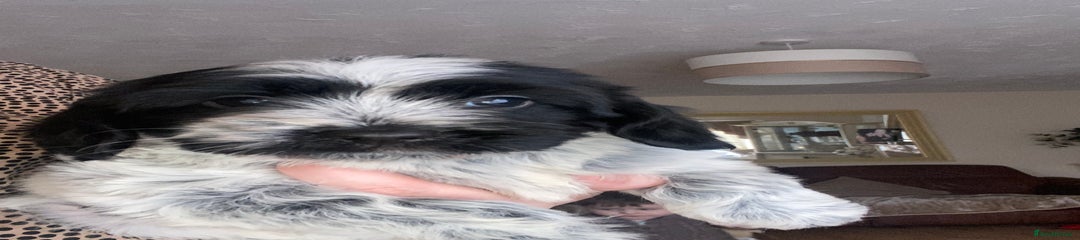Cockapoo Puppy 5