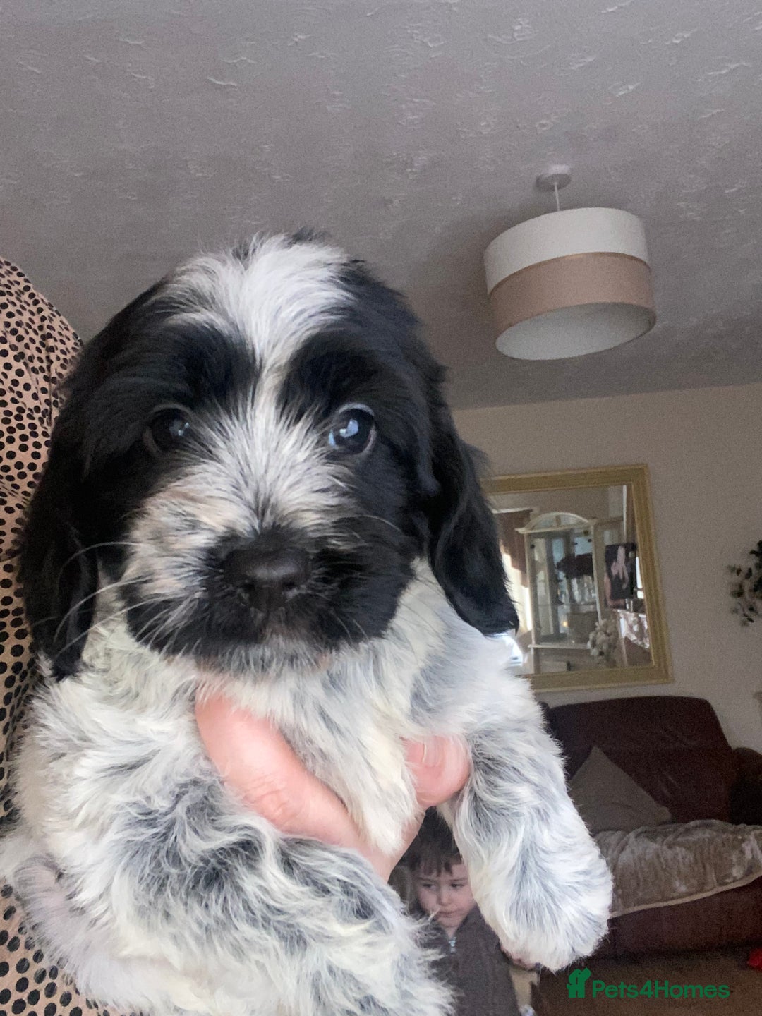 Cockapoo dogs for sale: F1 cockerpoos  - Image 8