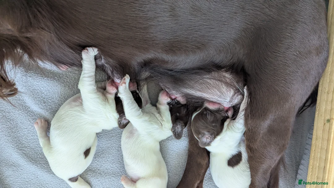 Sprocker dogs for sale: Sprocker Puppies - Cocker x Springer Spaniel - Advert 4