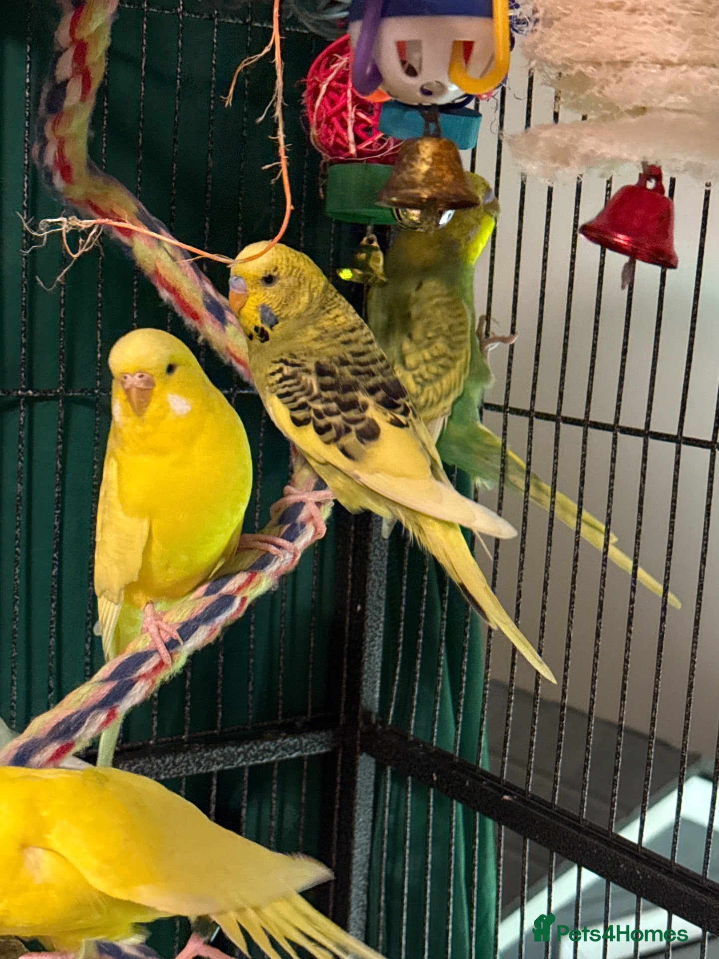 Budgerigars birds  Bonded 5 month old budgies, male & female  - Advert 2