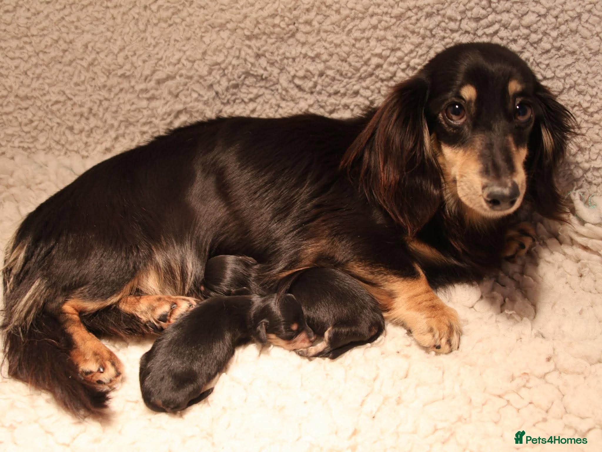 Miniature Dachshund dogs 5*Licensed+KCreg+PRAClear+Vetchecked+BLACK&CREAM - Advert 1