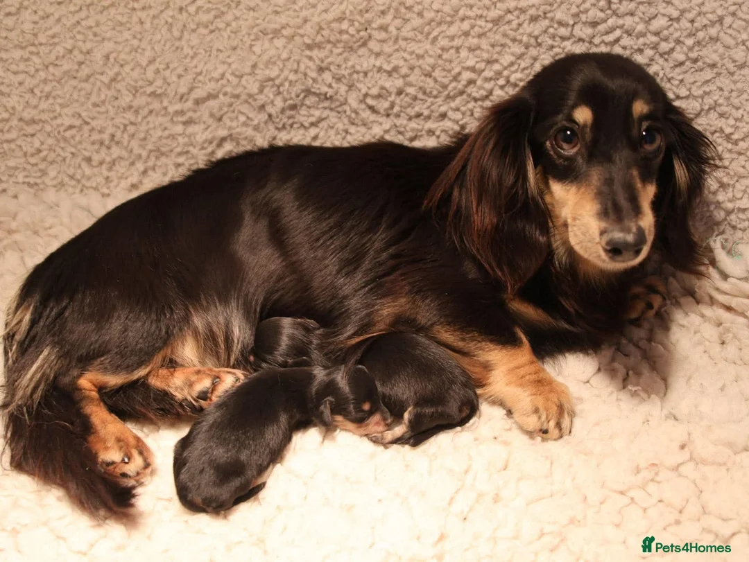 Miniature Dachshund dogs for sale: 5*Licensed+KCreg+PRAClear+Vetchecked+BLACK&CREAM - Advert 1
