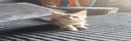 Maine Coon cats for sale: Last remaining girl  - Advert 5