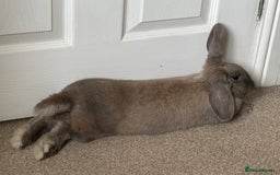 English rabbits for sale: Beautiful grey rabbit for adoption - Image 6