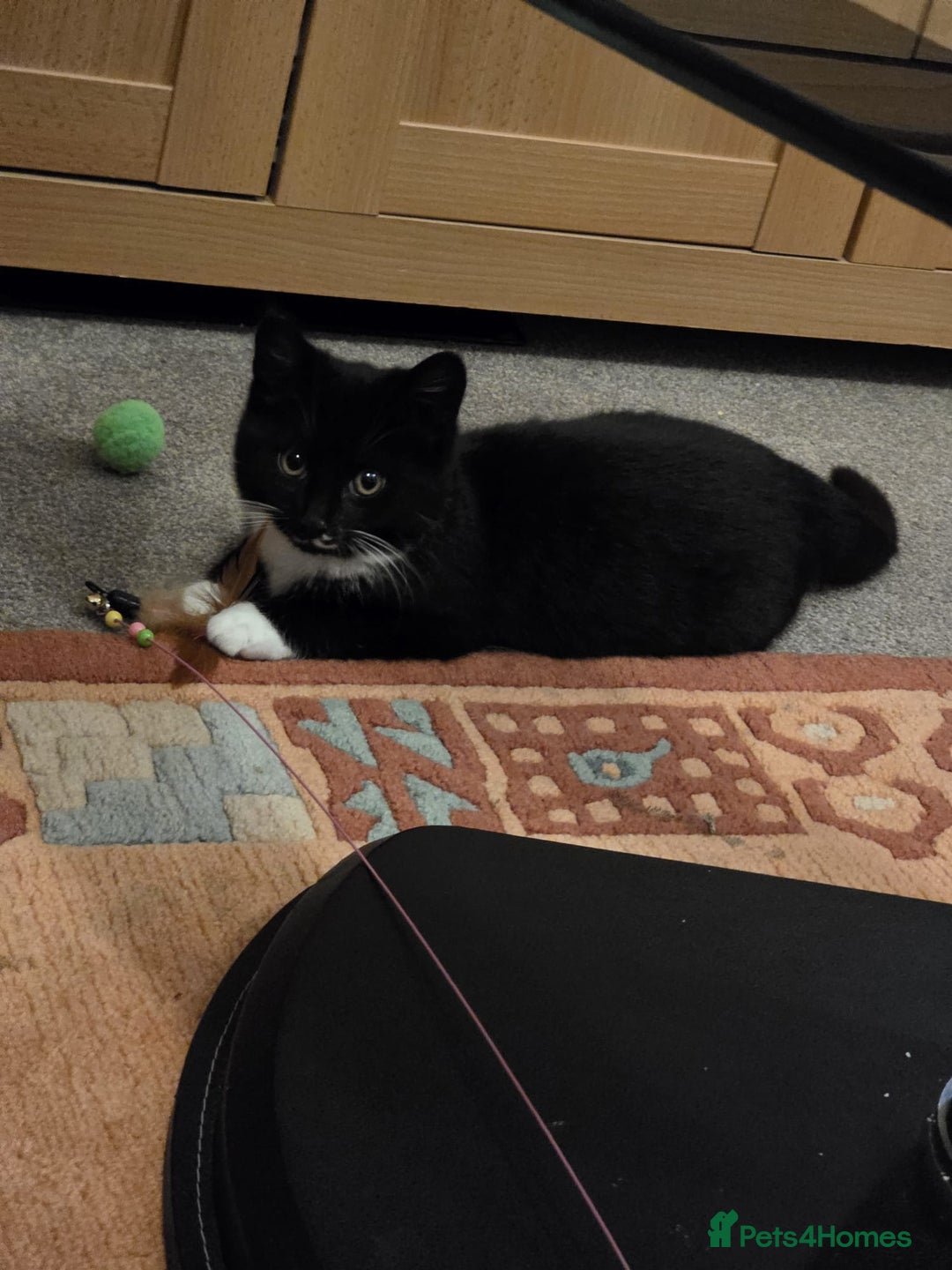 Mixed Breed cats for sale: Jess  **   - Advert 4