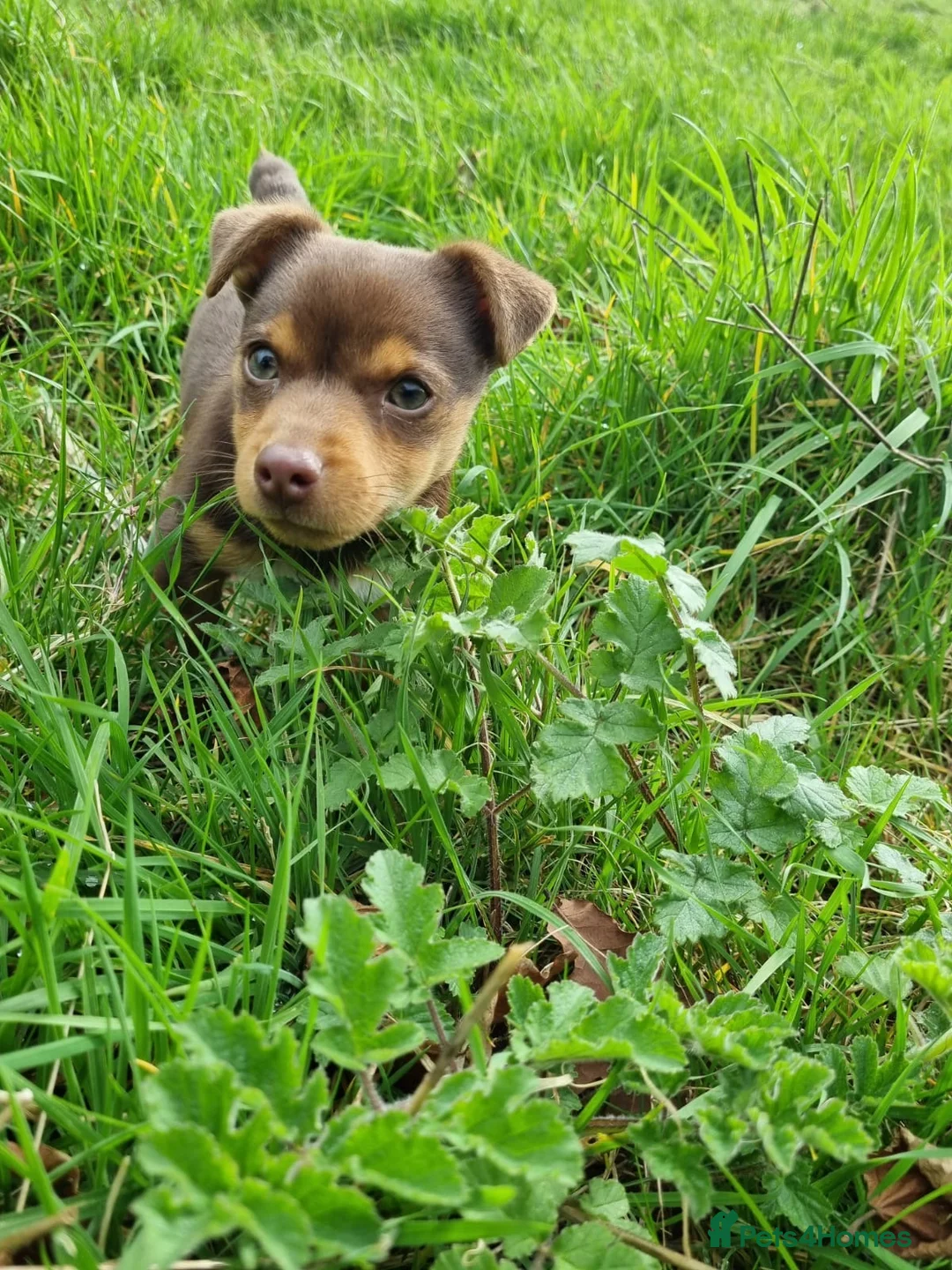Jack Russell dogs for stud: Miniature Chocolate and Tan Jack Russell For Stud in Ebbw Vale - Advert 7