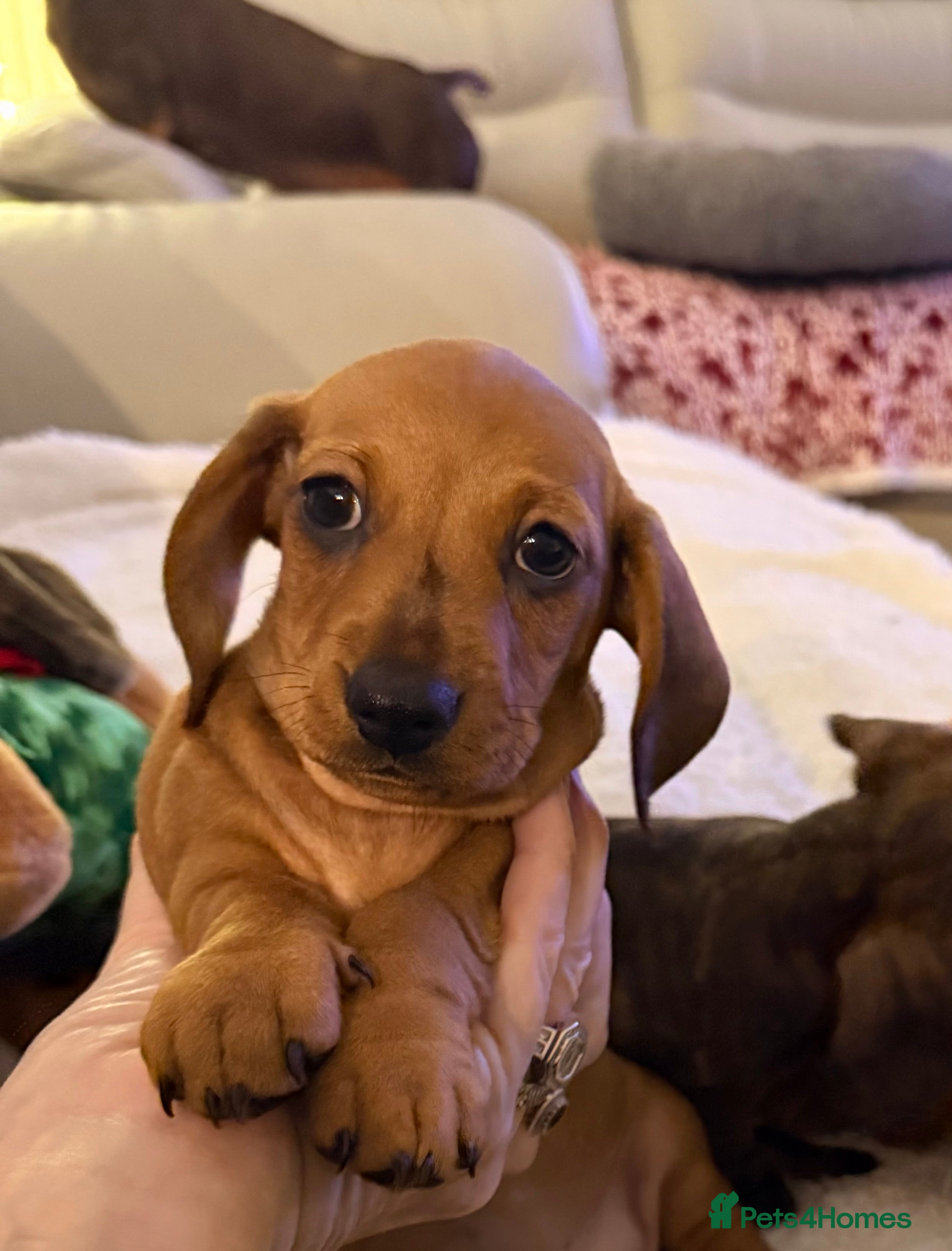 Dachshund dogs for sale: Top quality pups with champion lines  - Advert 1