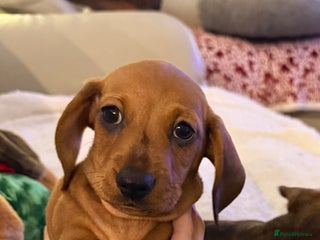Dachshund dogs for sale: Top quality pups with champion lines - Advert 1