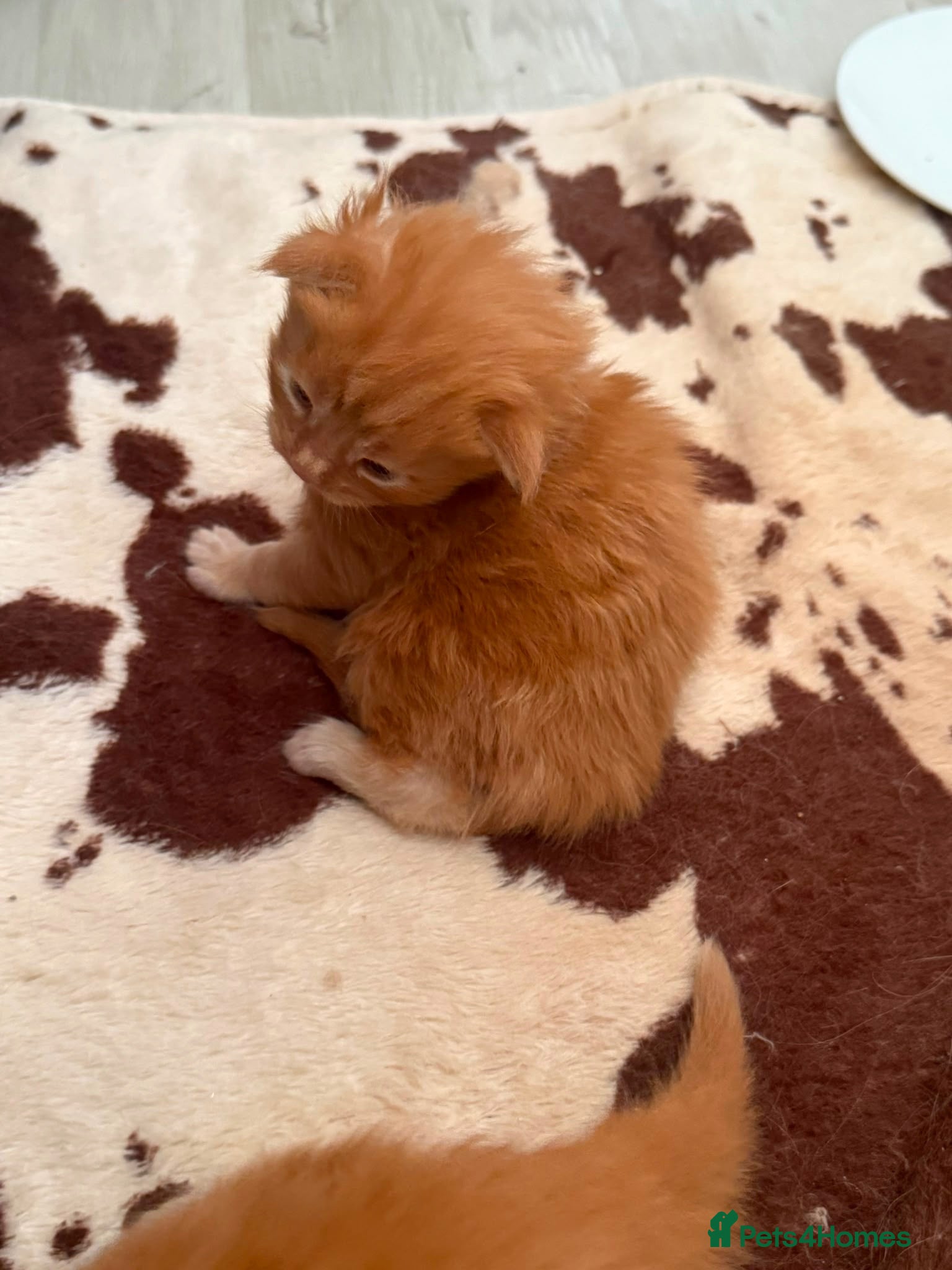 Maine Coon cats Gorgeous Red Maine Coon Kittens  TICA Registered🦁 - Advert 2