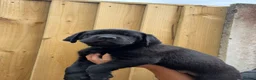 Cane Corso dogs for sale: Exceptional 88% Cane Corso / 12% Malinois Puppies in Preston - Advert 33