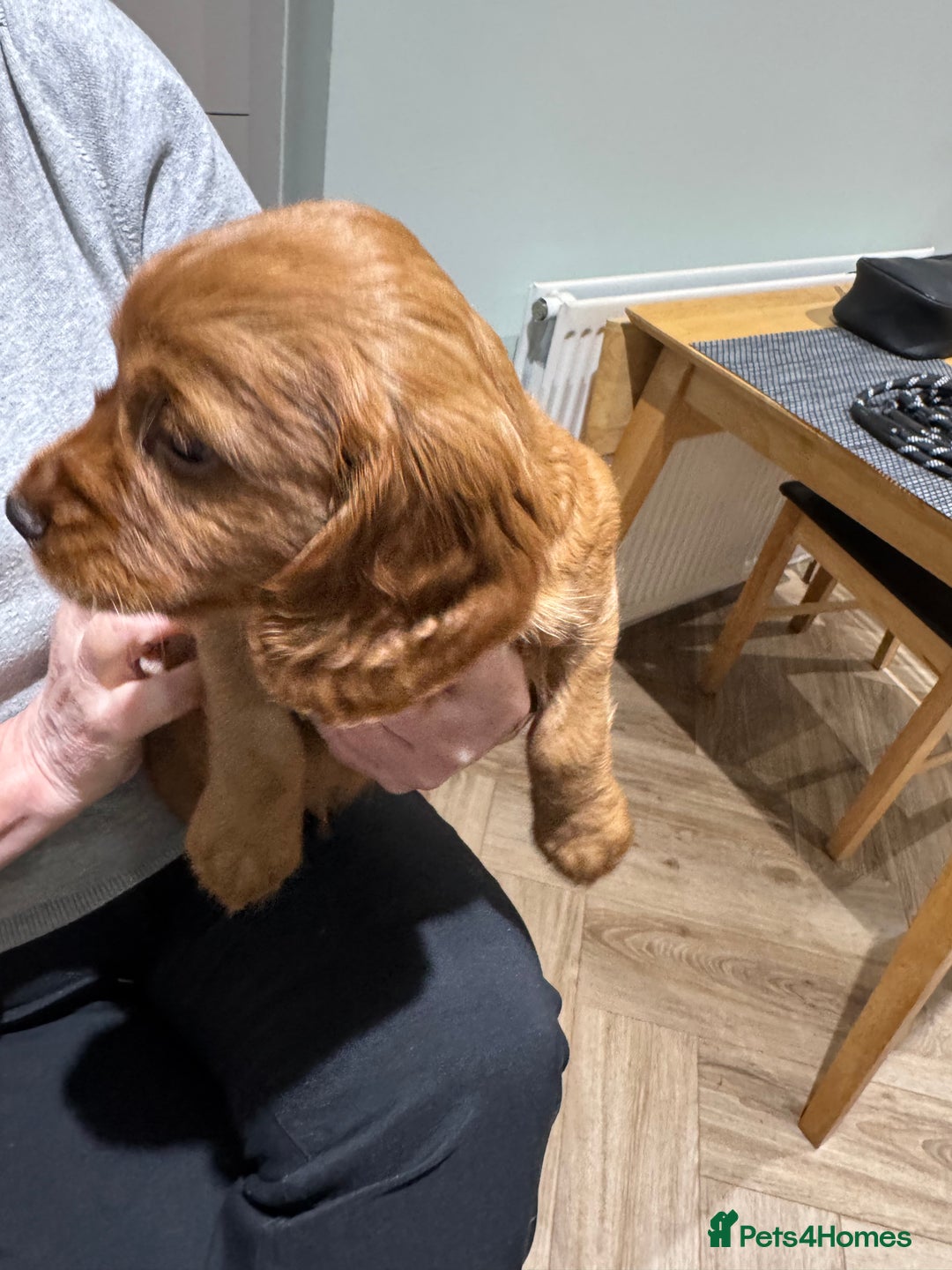 Cocker Spaniel dogs for sale: Cocker Spaniel Pups - Image 2