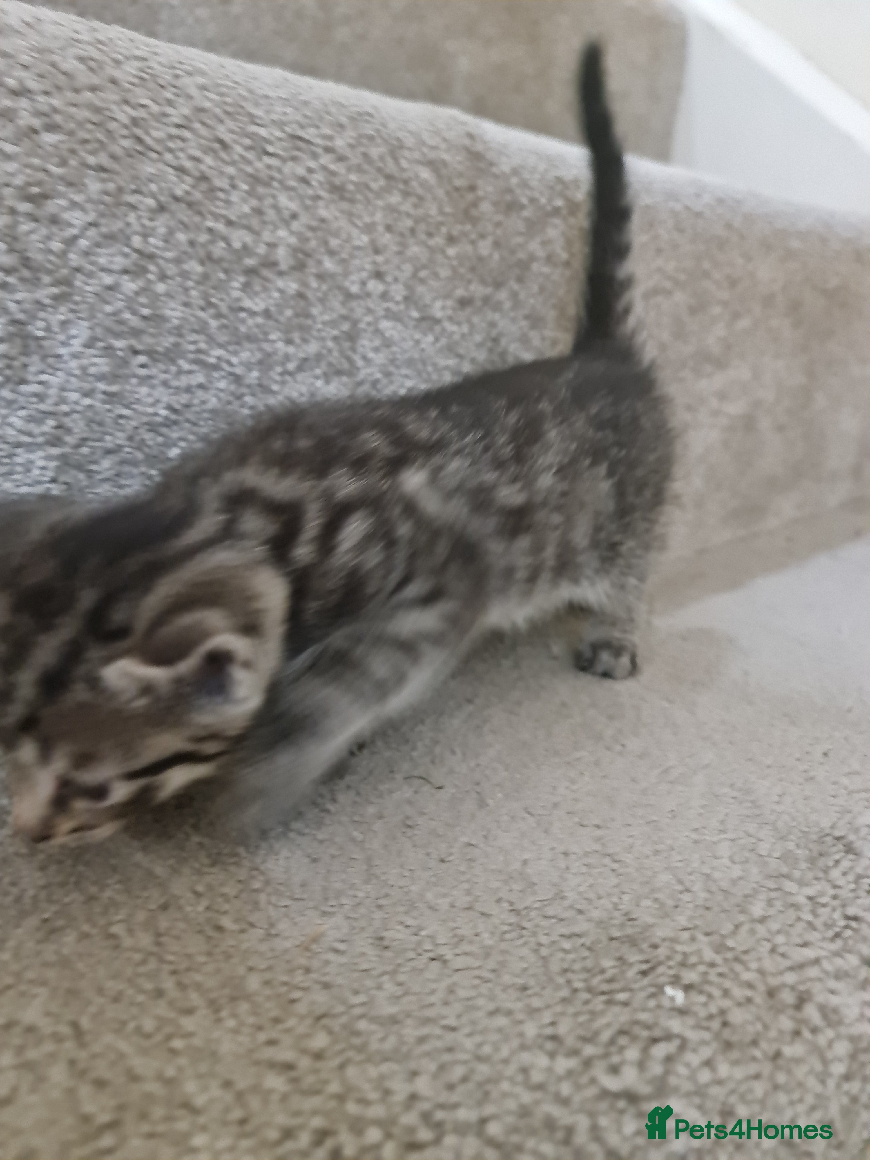 Domestic Shorthair cats for sale: Short hair kittens for sale - Advert 2