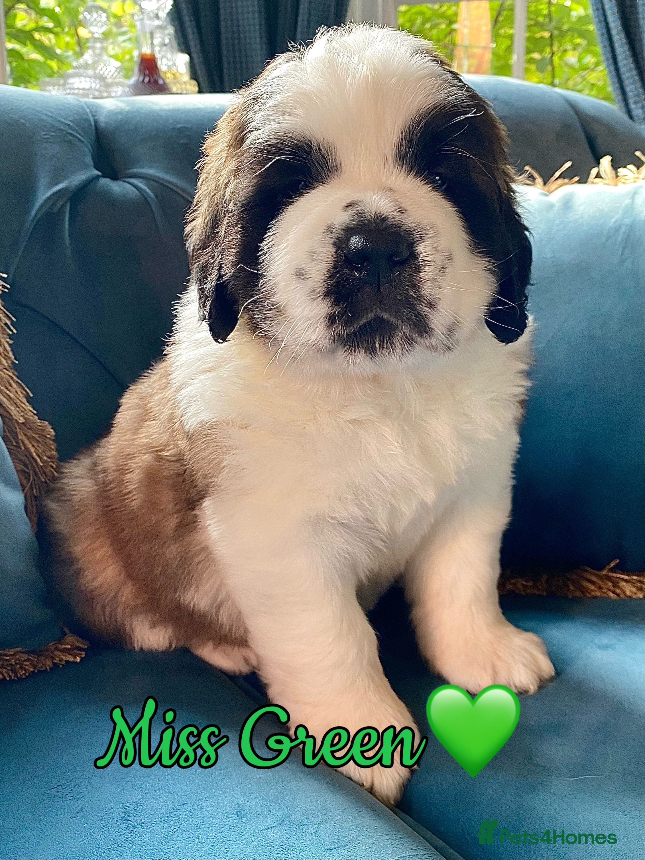 Saint Bernard dogs Outstanding KC Registered Saint Bernard Puppies - Advert 2