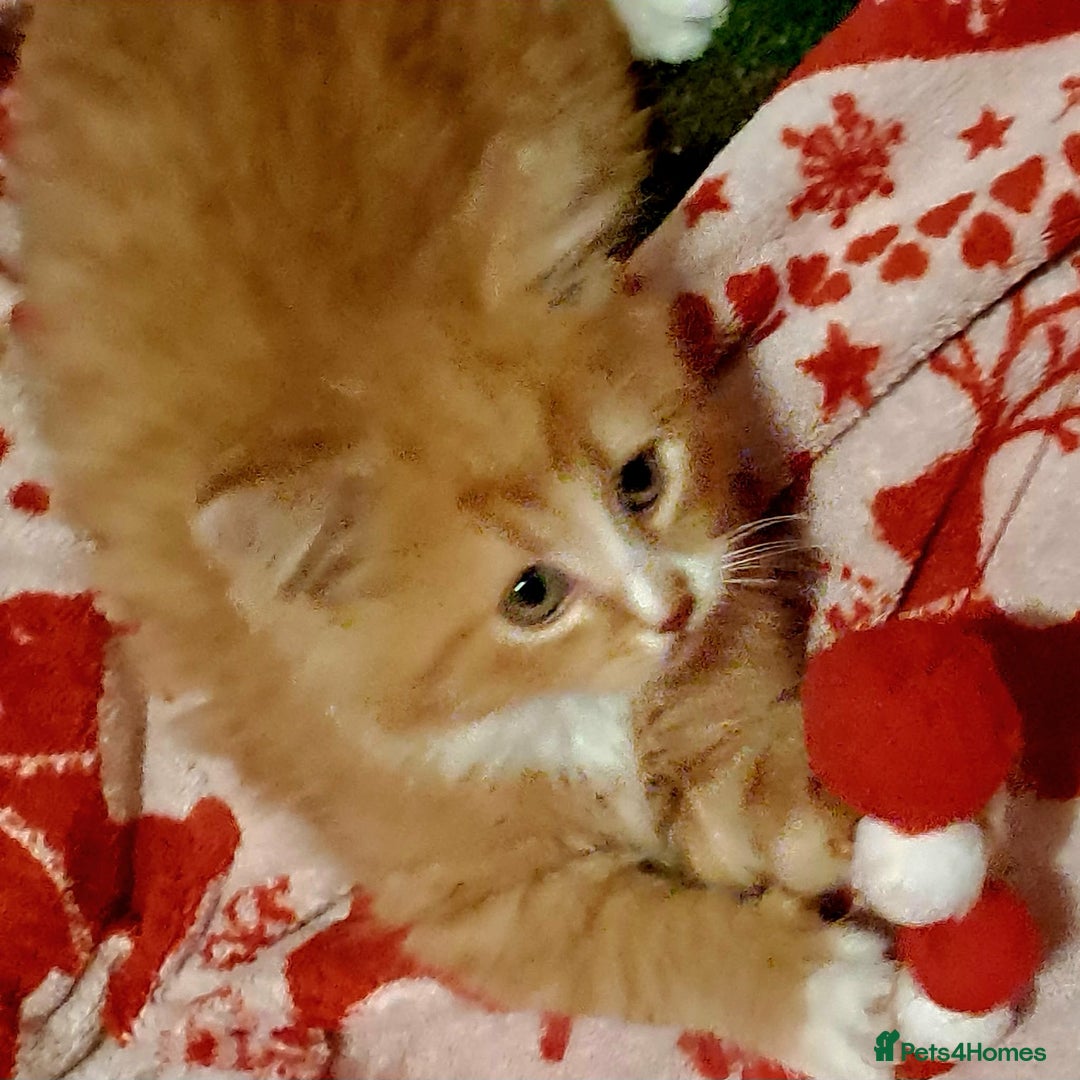 Mixed Breed cats for sale: Beautiful Kittens 😻 - Advert 4