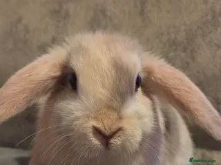 Mini Lop rabbits Beautiful mini lops - Advert 5