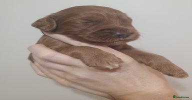 Australian Labradoodle dogs - Advert 2