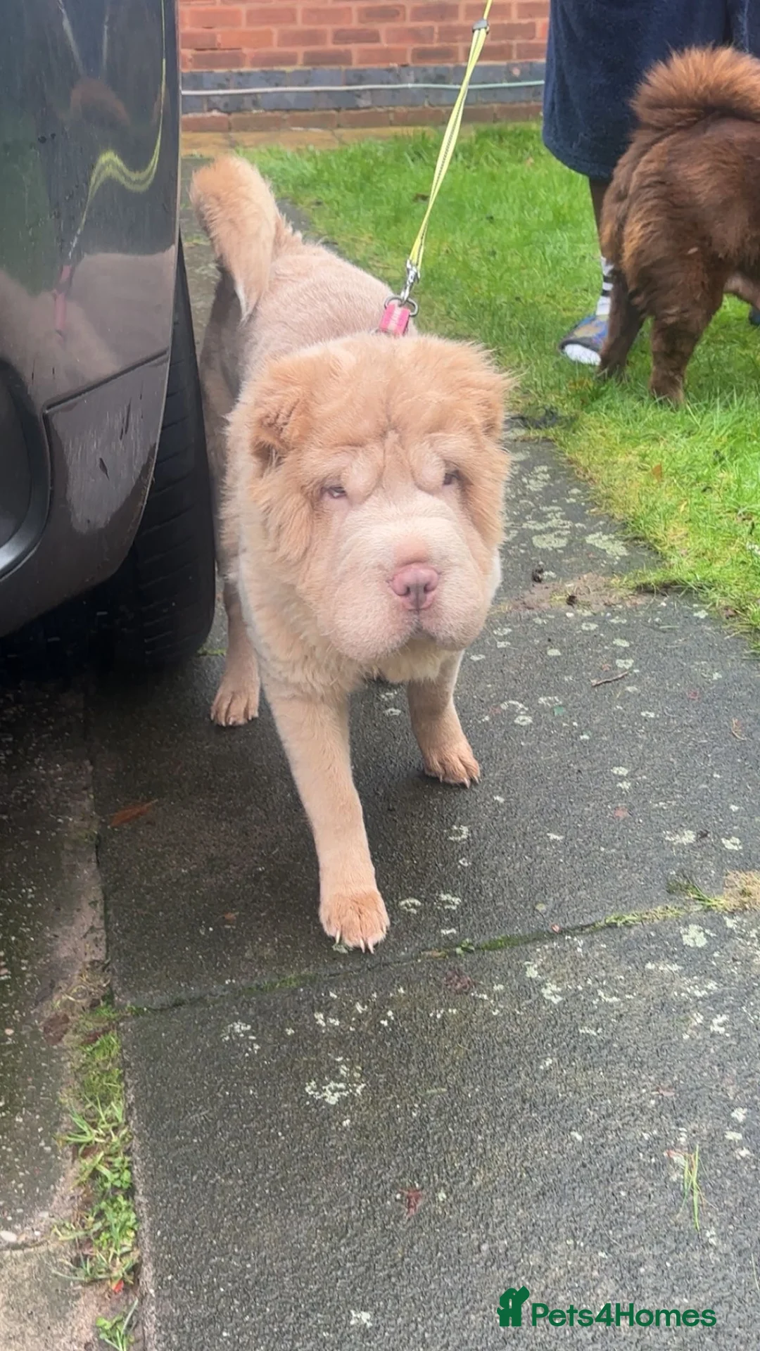Shar Pei dogs for sale: Top quality bear coat sharpei  - Advert 4