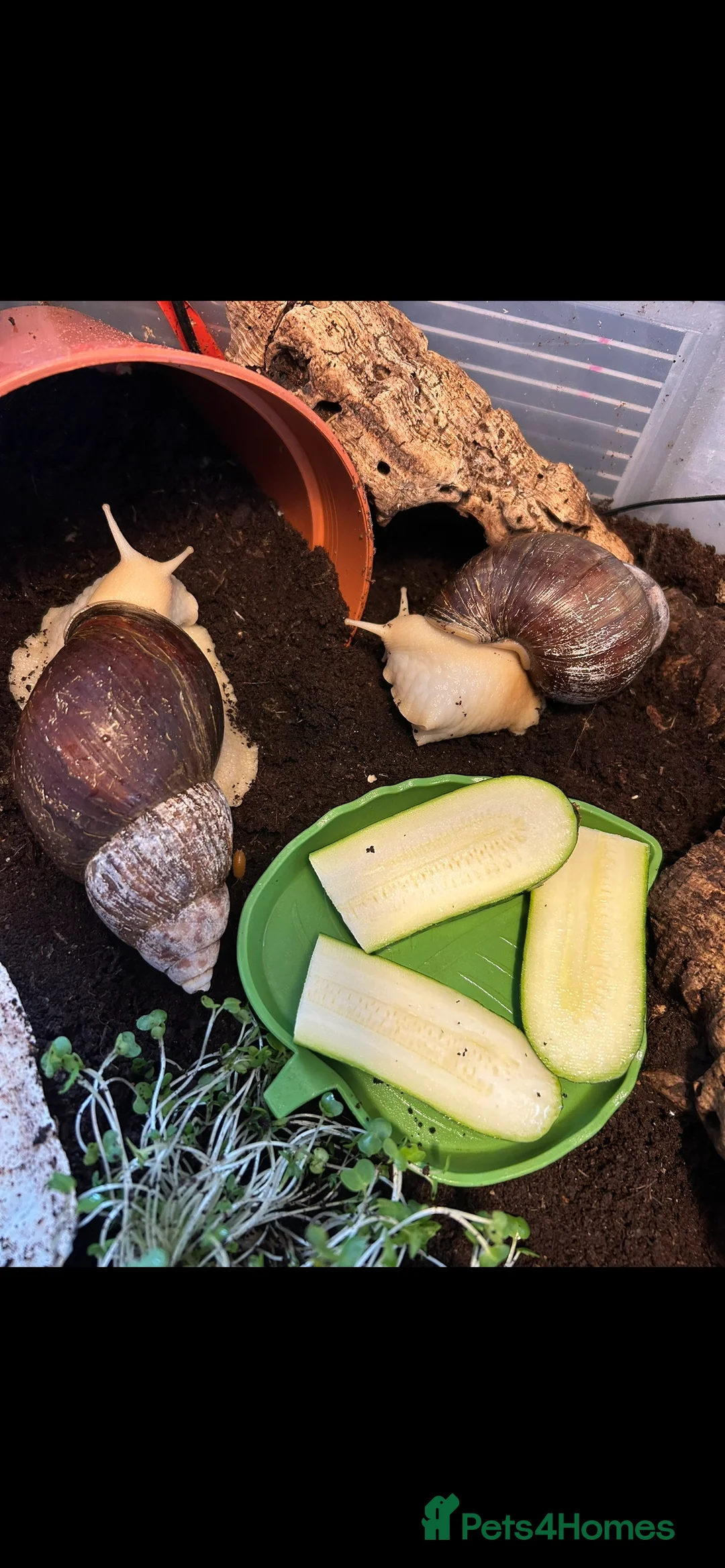 Snails invertebrates for sale: X2 giant African land snails  in Harleston - Advert 1