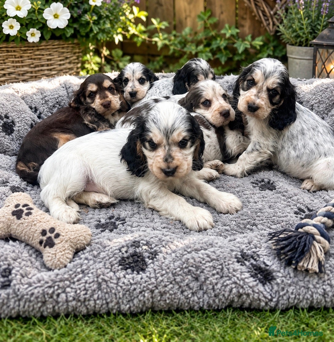 Cocker Spaniel dogs Show cocker spaniels  - Advert 1