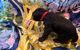 Miniature Schnauzer dogs for sale: Gorgeous KC Reg mini Schnauzers 1 black girl left  - Advert 26