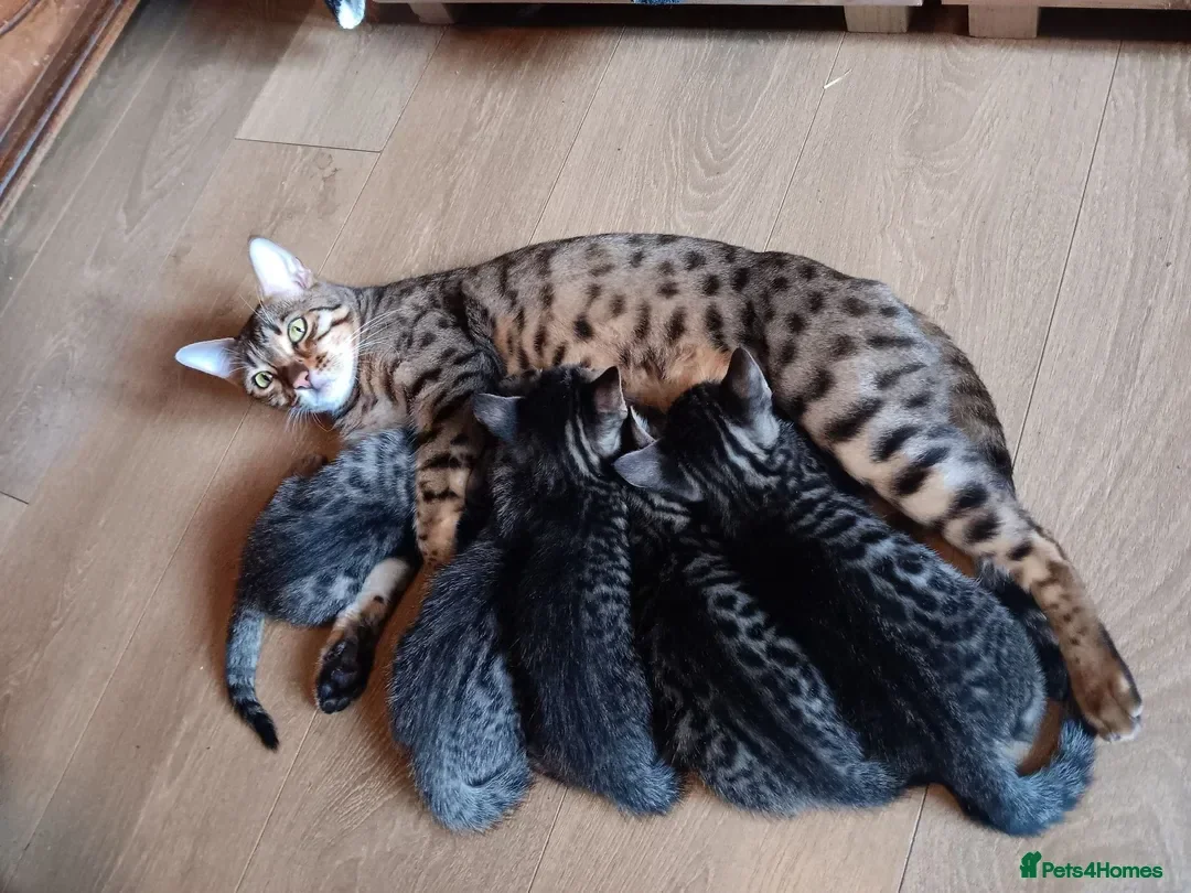 Bengal cats for sale: 🧡 Kitten Seeking One Well-Trained Human... 🐾 - Advert 2