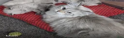 Siberian cats for sale: Stunning Pure Siberian Kittens- Hypoallergenic - Advert 10