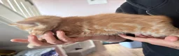 Domestic Shorthair cats for sale: 2 beautiful ginger baby’s  - Advert 6