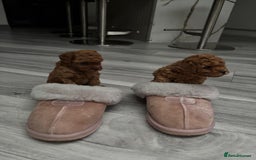 Toy Poodle dogs for sale: Tiny red toy poodles  - Image 1