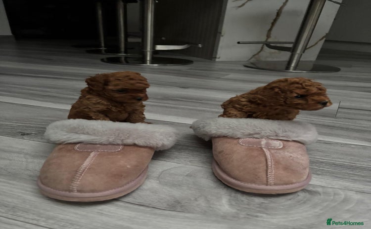 Toy Poodle dogs - Advert 14
