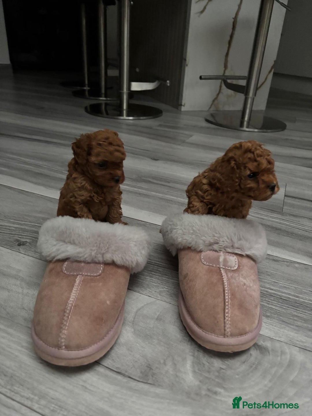 Toy Poodle dogs for sale: Tiny red toy poodles  - Image 1