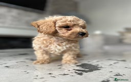Poochon dogs for sale: F1 Poochon Puppies - 1 boy left - Image 5