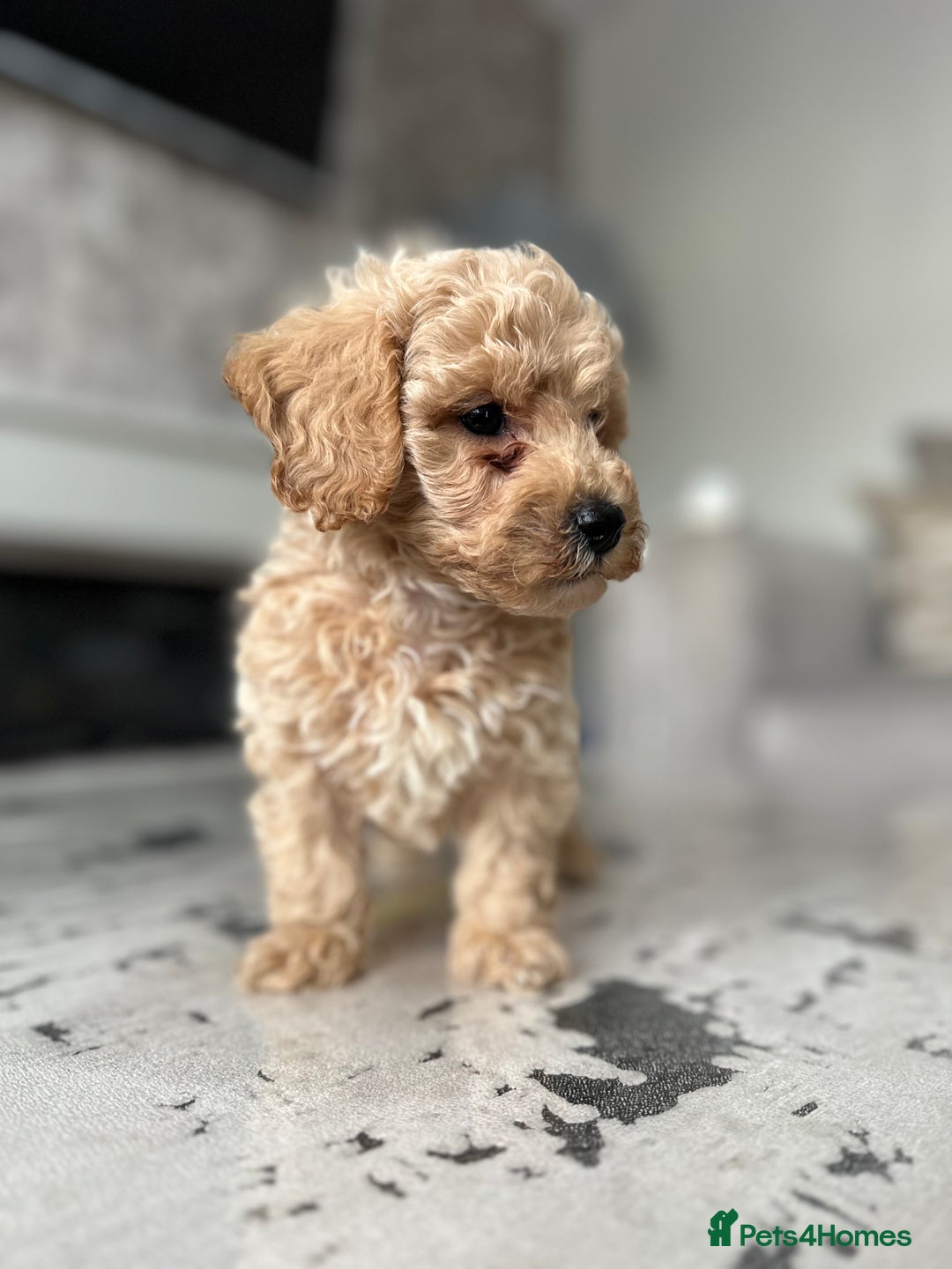 Poochon dogs for sale: F1 Poochon Puppies - 1 boy left - Image 5