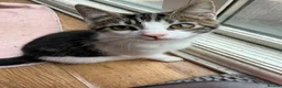 Mixed Breed cats for sale: Kevin - Advert 6