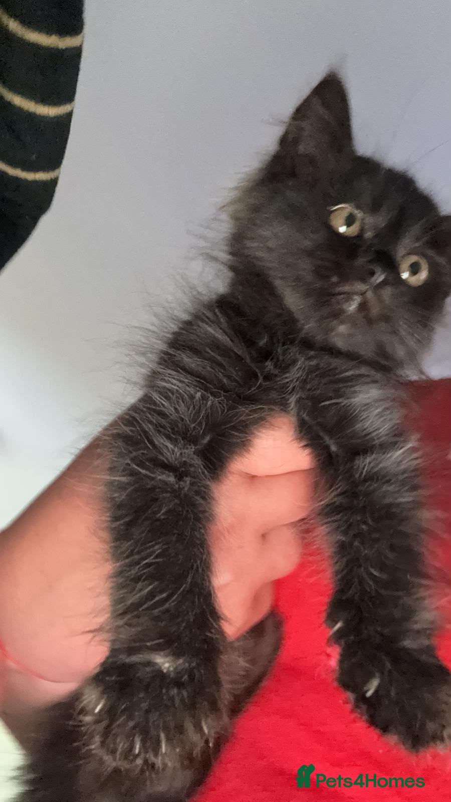Mixed Breed cats Cats for sale - Advert 2