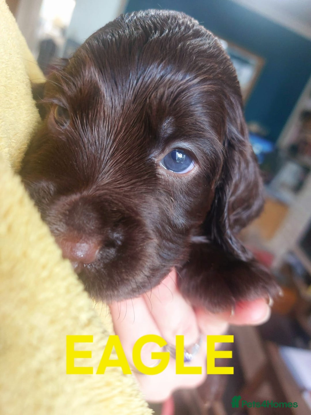 Sprocker dogs for sale: Exceptional working-line puppies for loving homes! - Image 23
