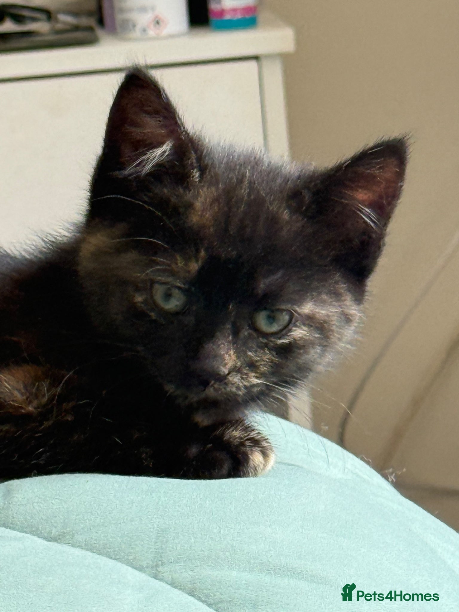 Mixed Breed cats for sale: Kittens for sale READY NOW in Brandon - Advert 9