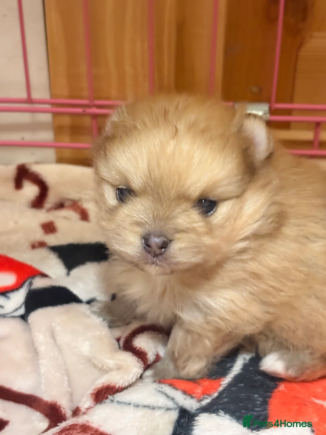 Pomeranian dogs for sale: Beautiful baby Boy fluffy and cuddly  - Advert 11