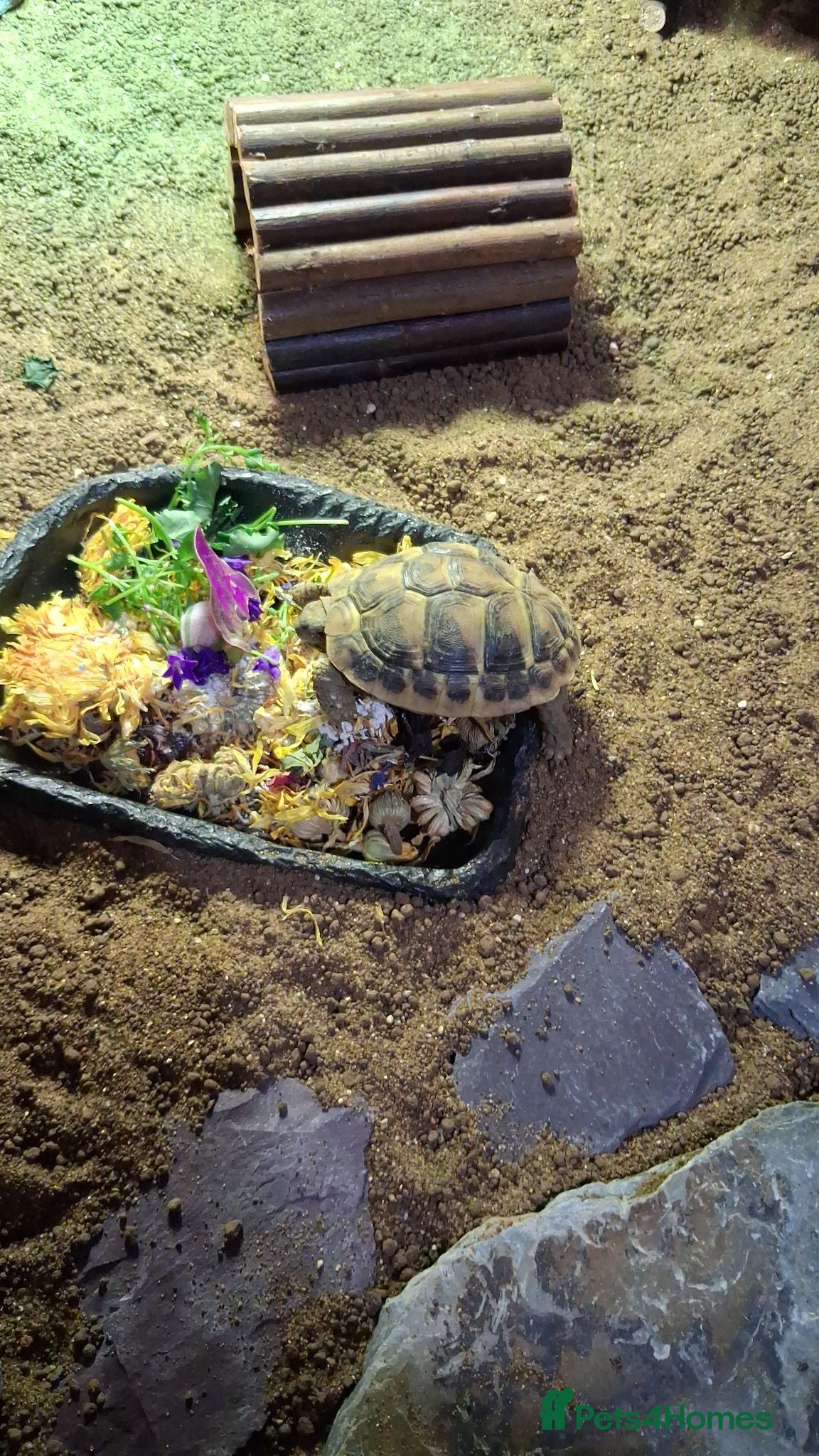 Hermann Tortoise reptiles Young hermann tortoise with full set up - Advert 1