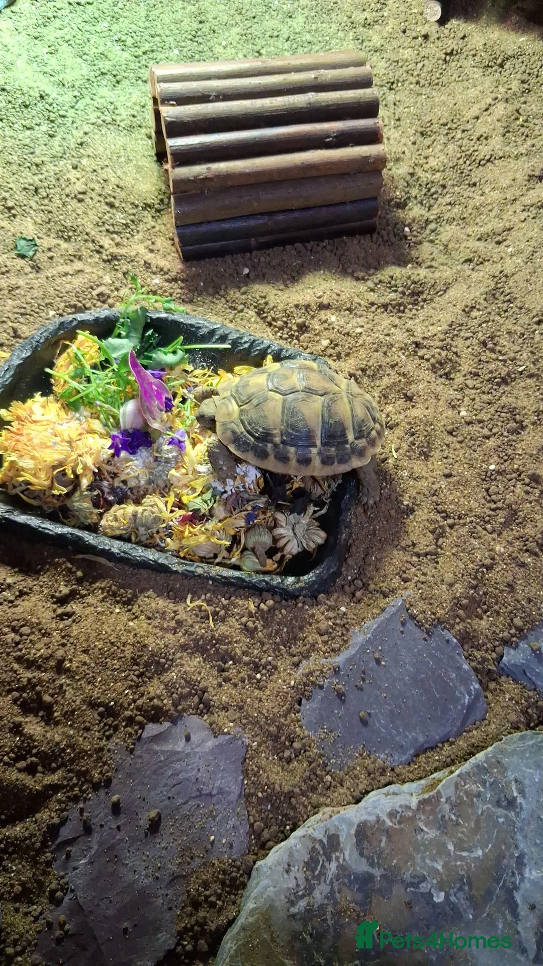 Hermann Tortoise reptiles for sale: Young hermann tortoise with full set up in Bolton - Advert 1
