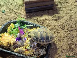 Hermann Tortoise reptiles Young hermann tortoise with full set up - Advert 1