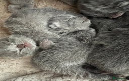 British Shorthair cats for sale: READY COLLECTION THIS WEEKEND! Bsh babies  - Image 21