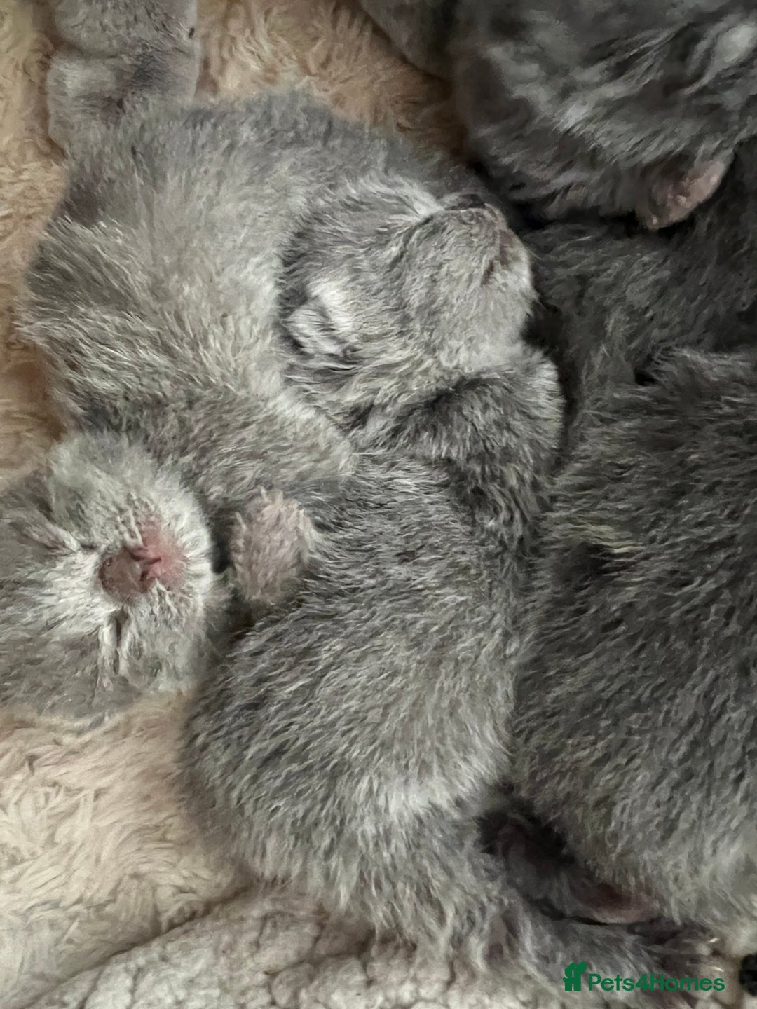 British Shorthair cats for sale: READY COLLECTION THIS WEEKEND! Bsh babies  - Image 21
