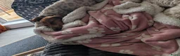 Miniature Dachshund dogs for sale: 9 months old  in Irvine - Advert 2