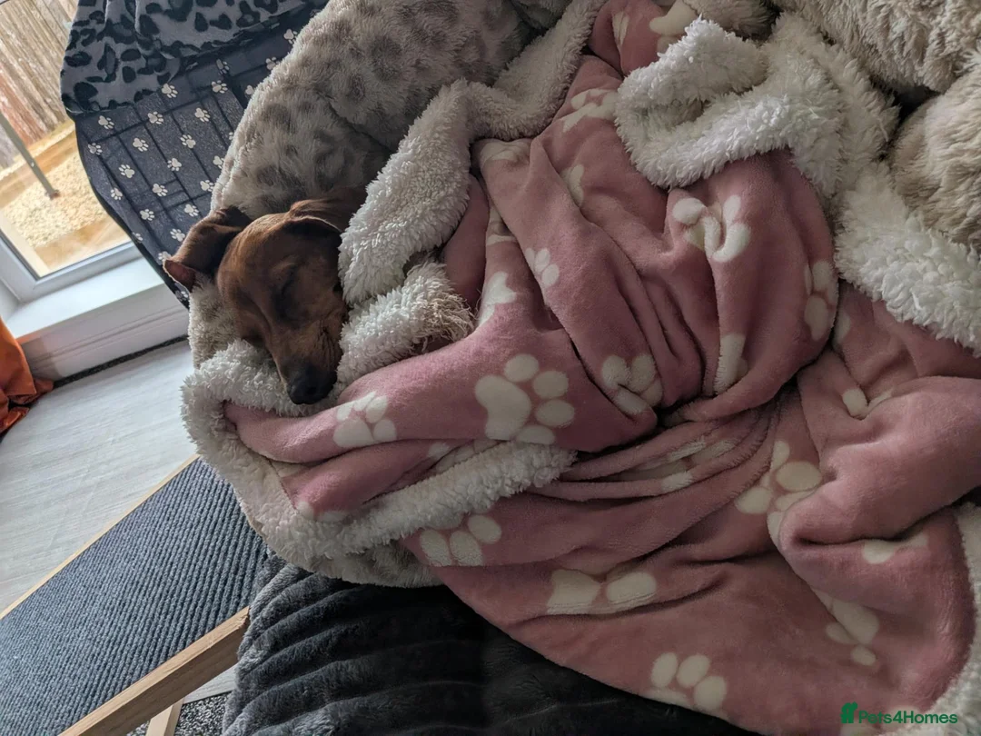 Miniature Dachshund dogs for sale: 9 months old  in Irvine - Advert 2