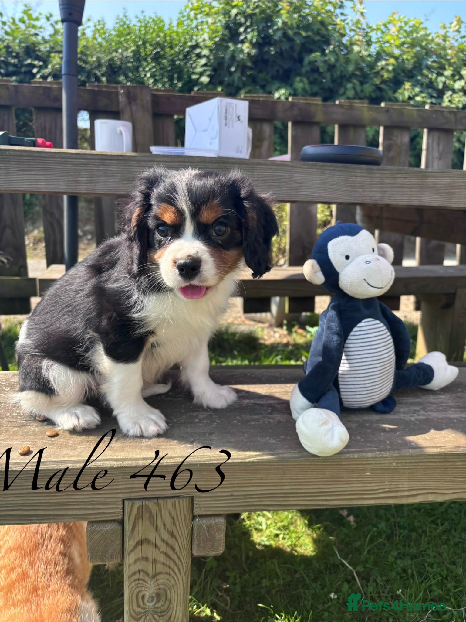 Cavalier King Charles Spaniel dogs Gorgeous chunky little puppies READY now - Advert 1